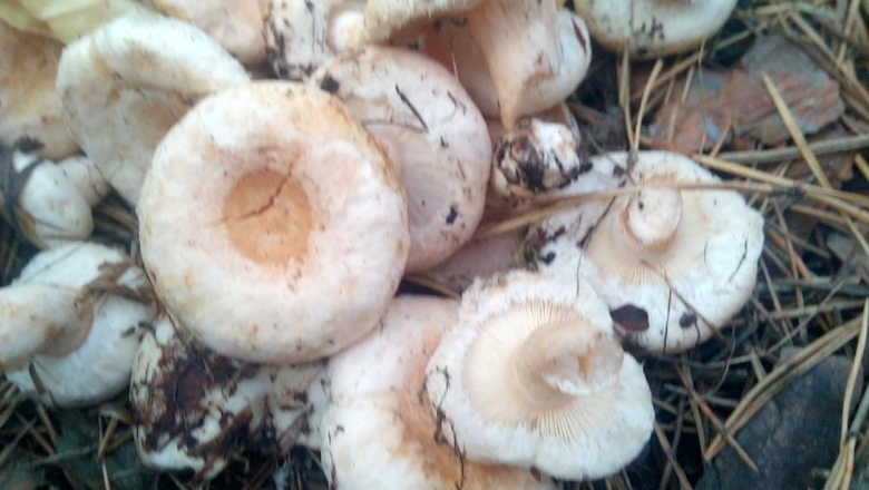 Волнушка белянка