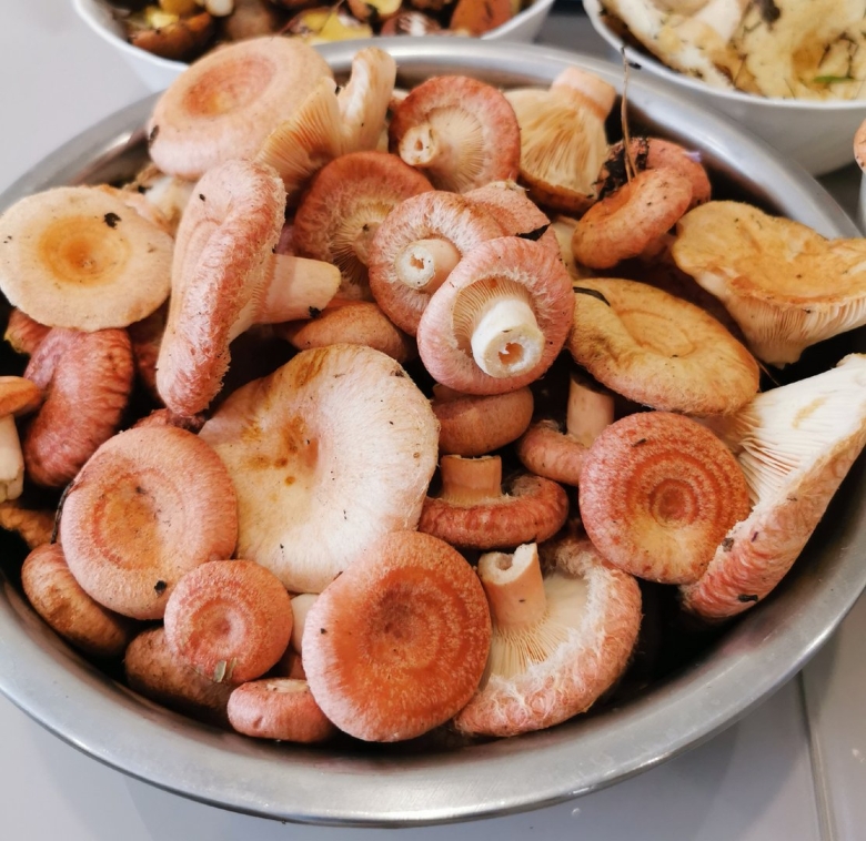 Волнушка гриб