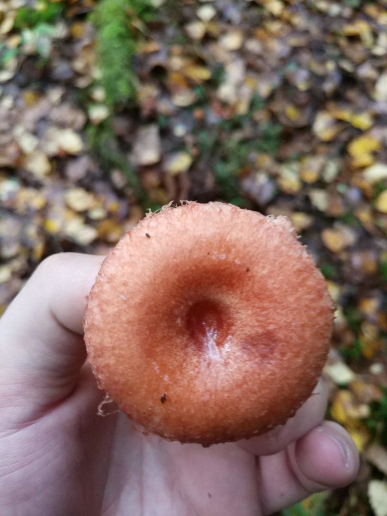 Гриб волнушка розовая