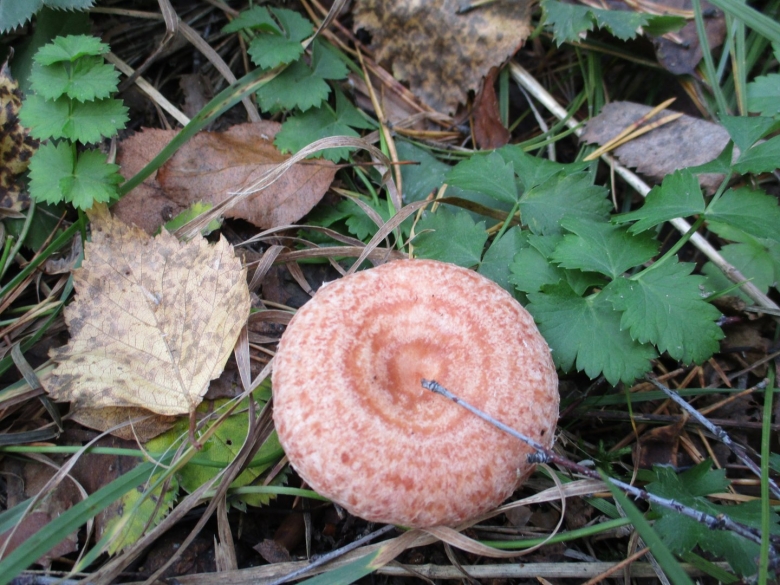 Обои фото волнушка