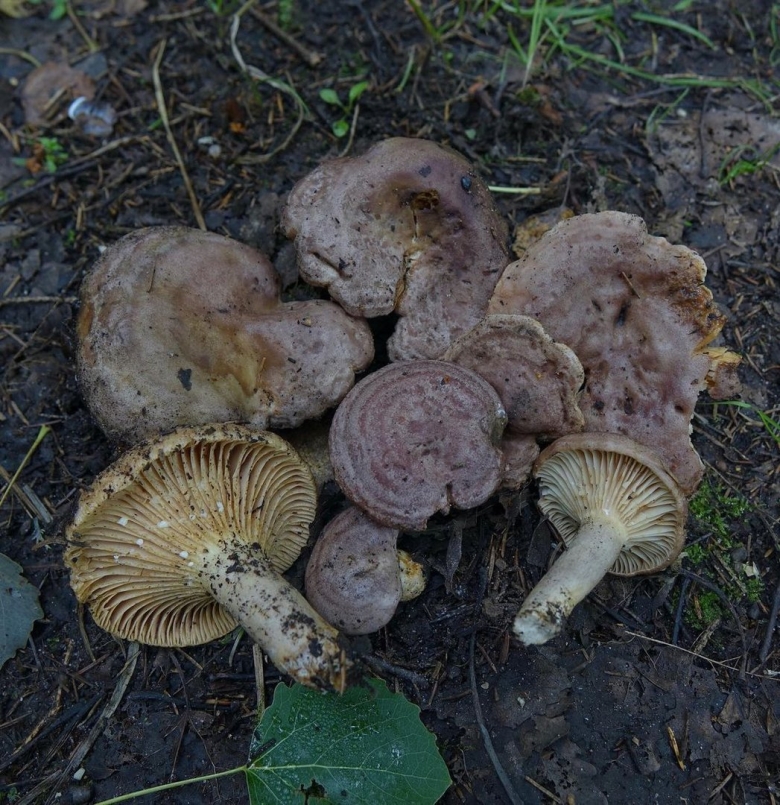 Волнушка серая гриб фото