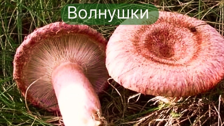 Гриб волнушка съедобный