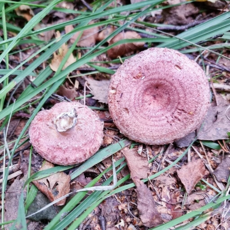 Гриб волнушка розовая