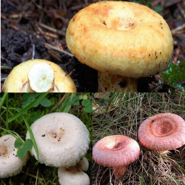 Волнушка белая фото