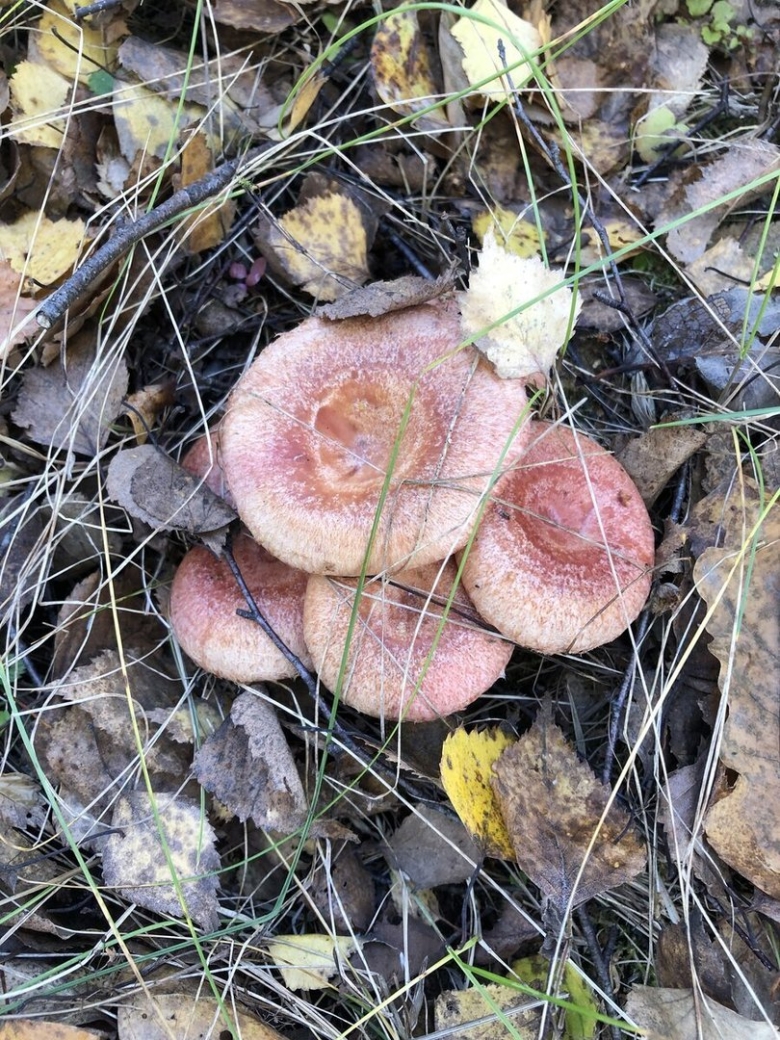 Млечник шиповатый и волнушка