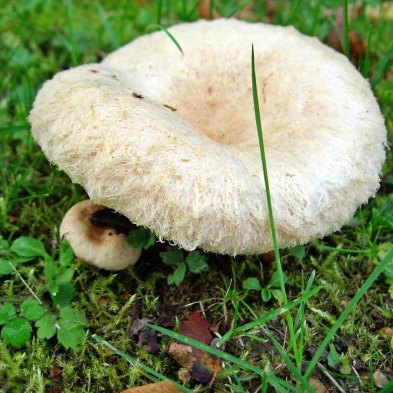 Волнушка белая белянка