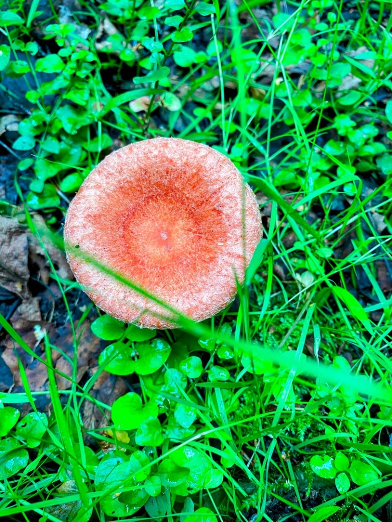 Грибы волнушка розовая