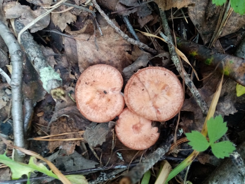 Волнушка гриб