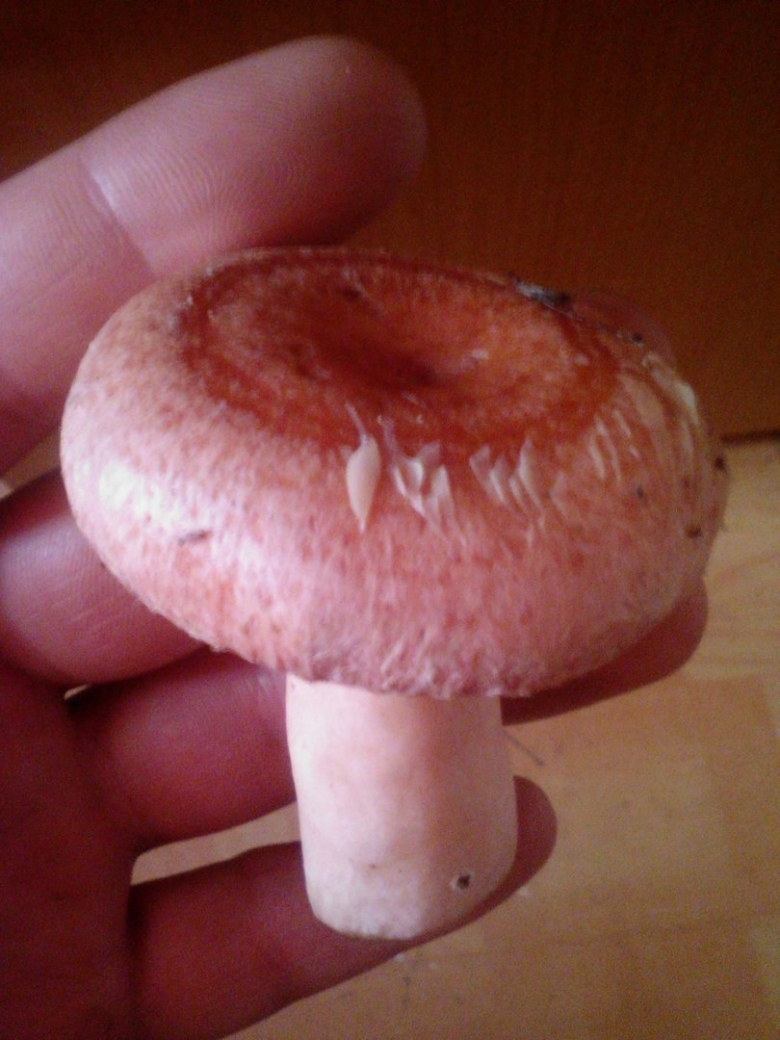 Гриб волнушка розовая