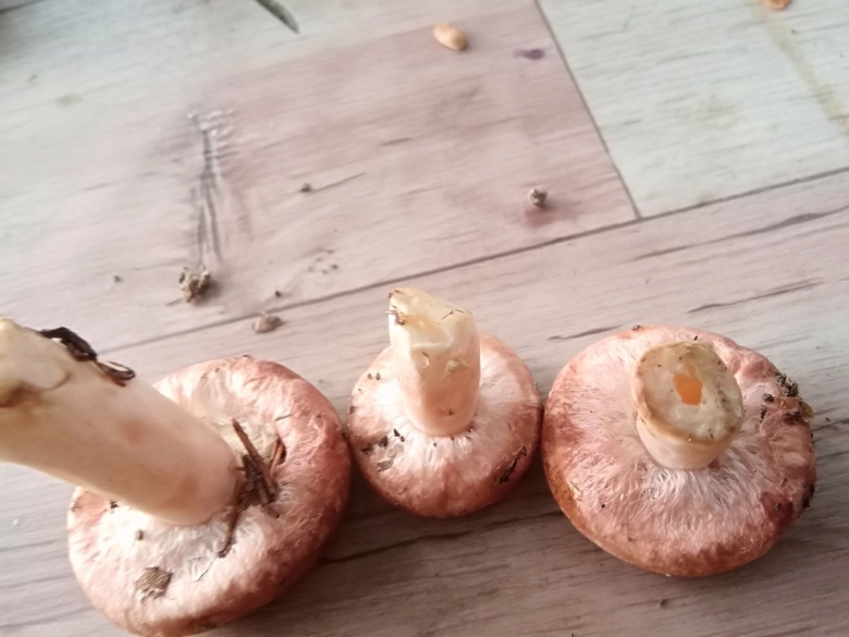 Волнушки грибы