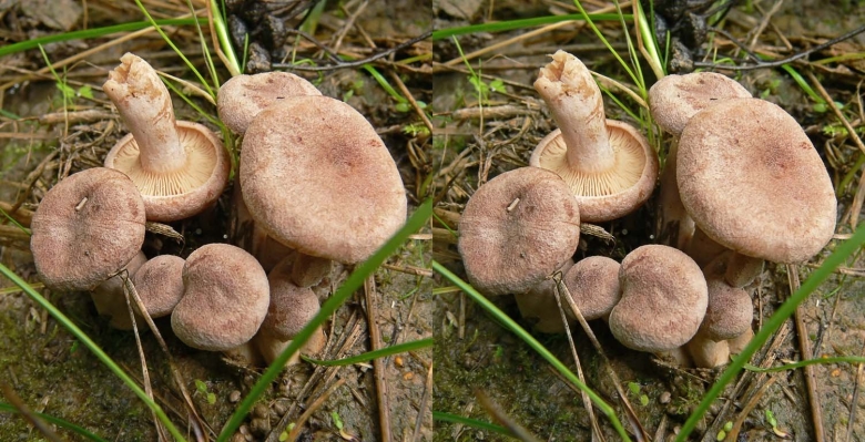 Гриб Янтарный млечник