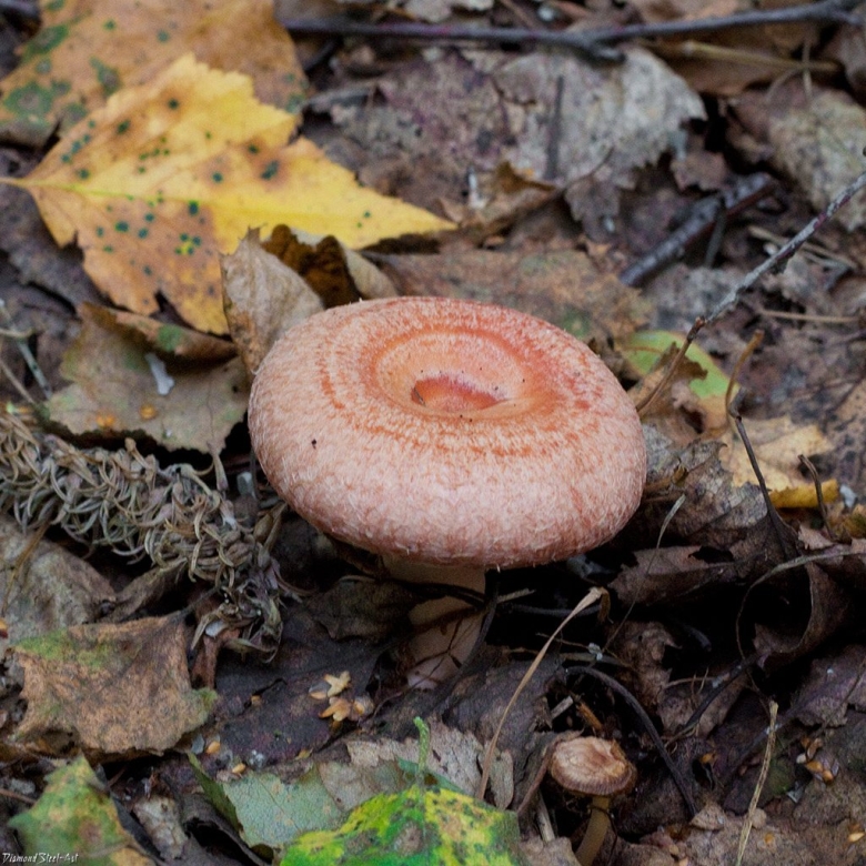 Волнушки грибы