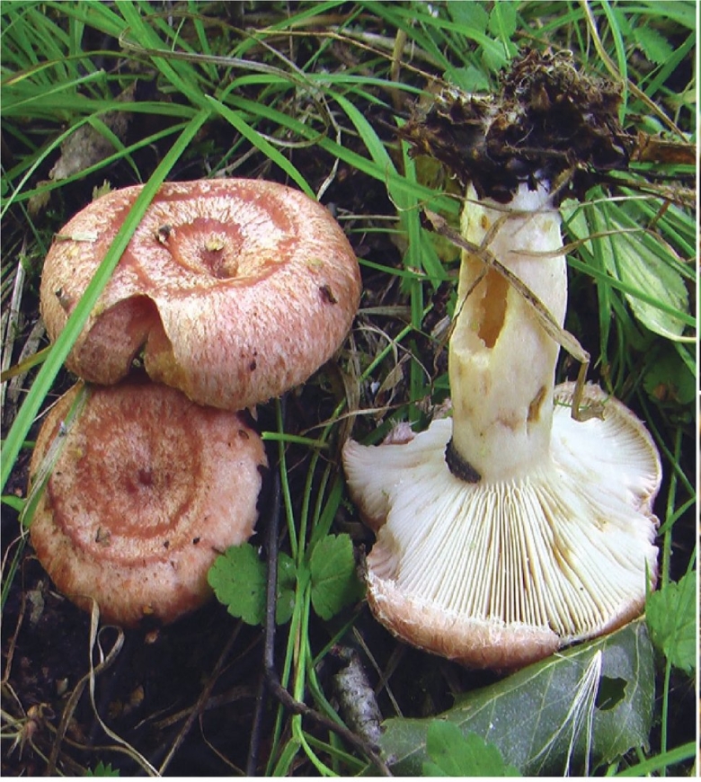 Lactarius torminosus – волнушка