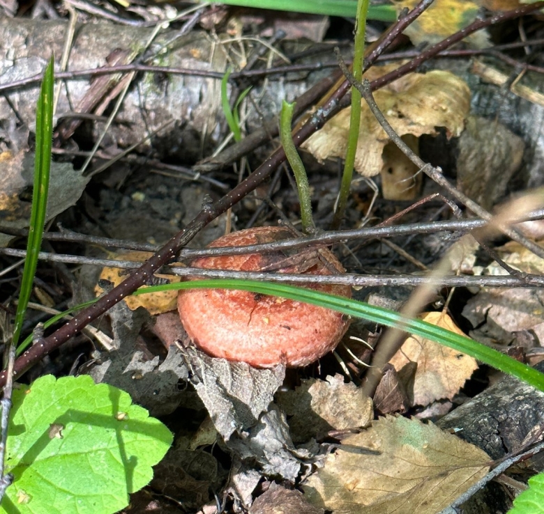 Обои фото волнушка