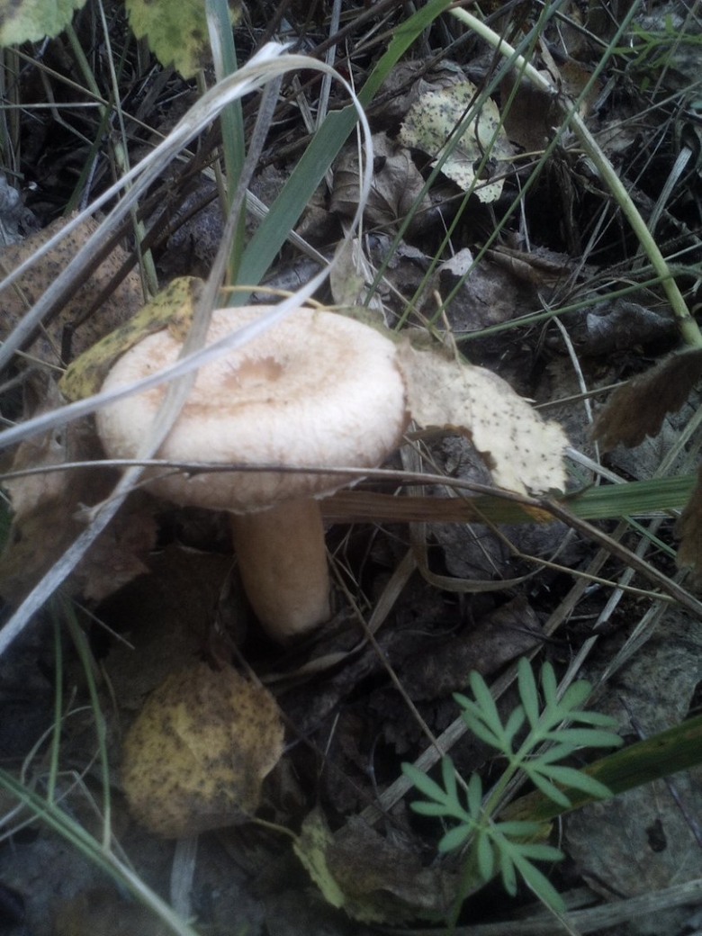 Гриб похожий на синявку с коричневым дном