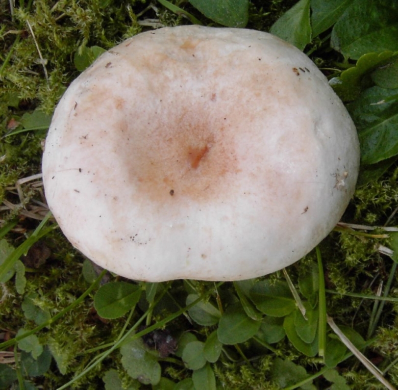 Волнушка белая Lactarius pubescens