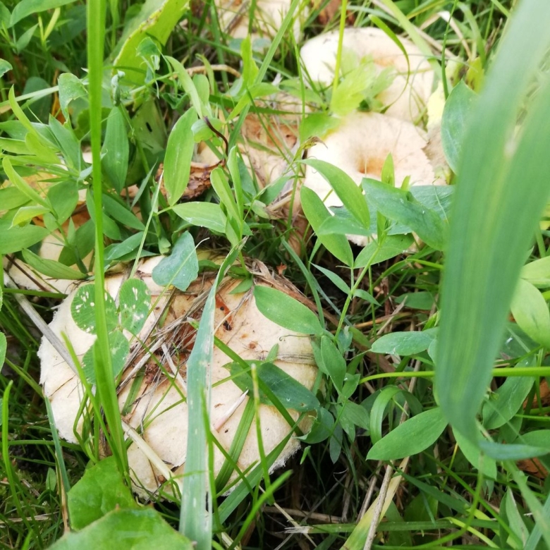 Фото ведро полное грибов