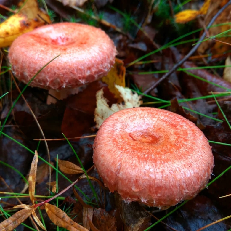 Волнушки млечники