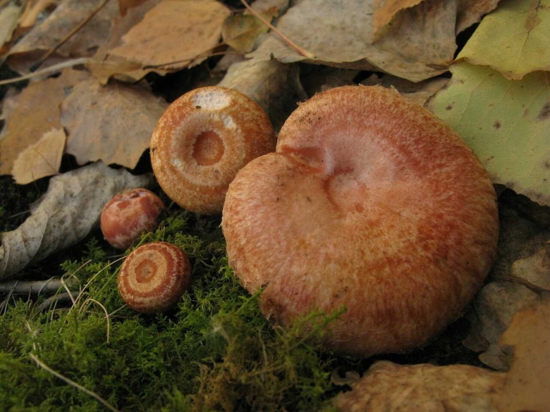 Волнушка гриб съедобный