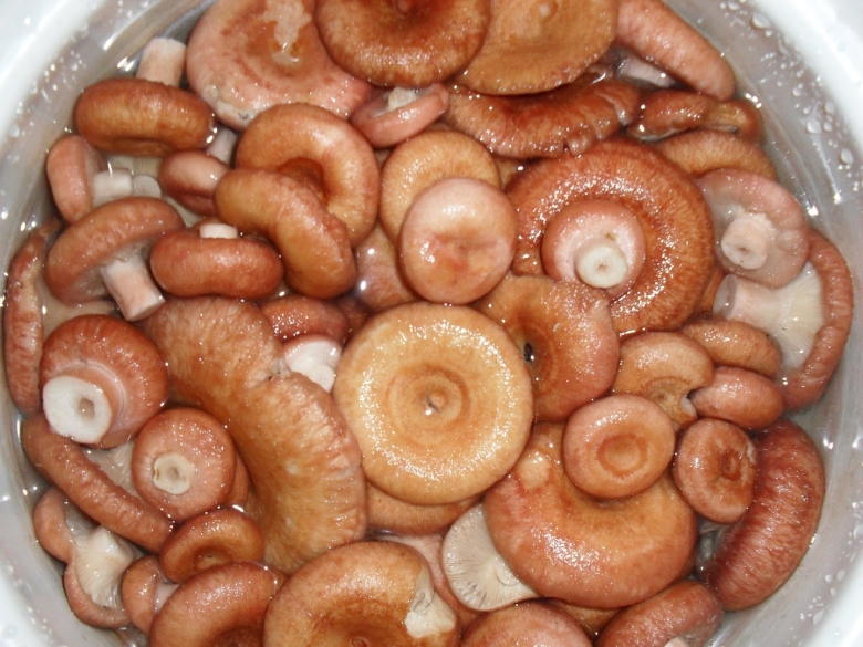 Грибы волнушки соленые