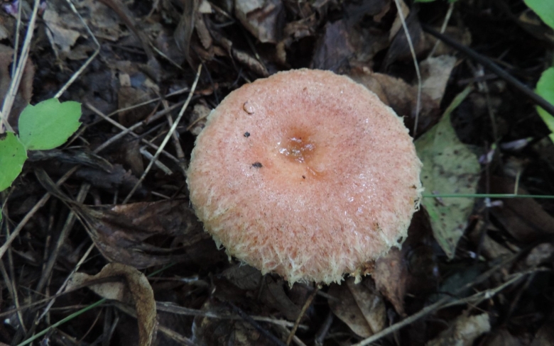 Волнушка Болотная