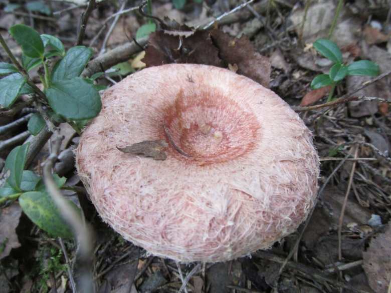 Млечник диарейный