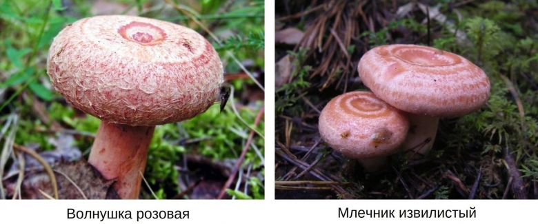 Какие грибы съедобные фото