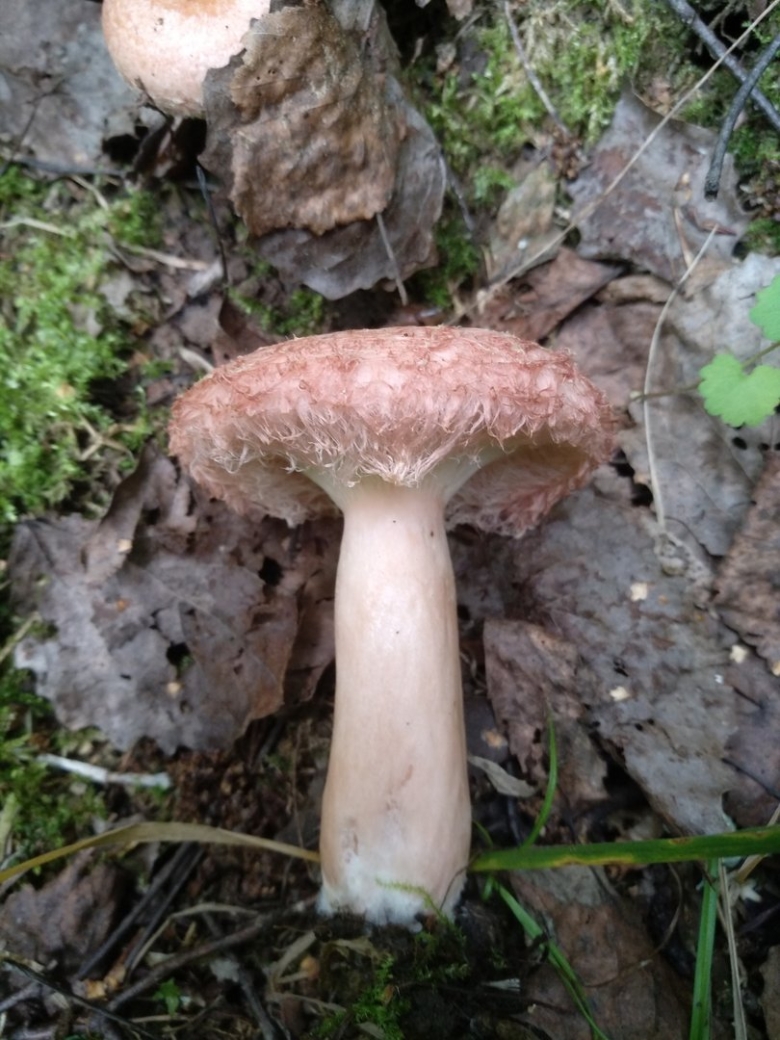 Гриб волнушка розовая