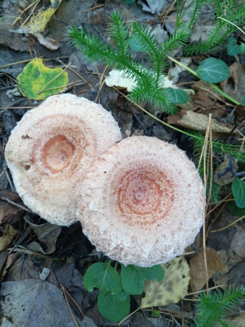 Гриб волнушка