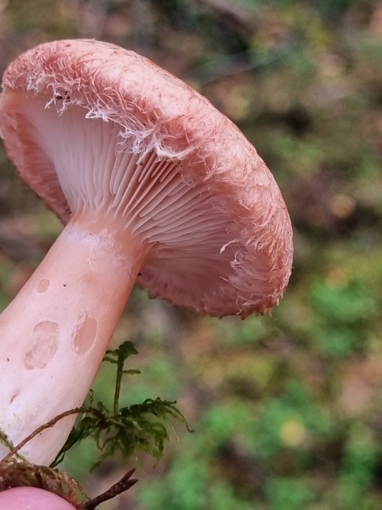 Млечник волнушка гриб