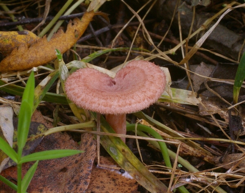 Волнушка белая