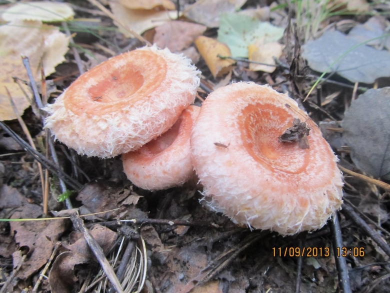 Гриб волнушка розовая