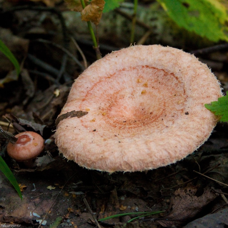 Волнушки грибы