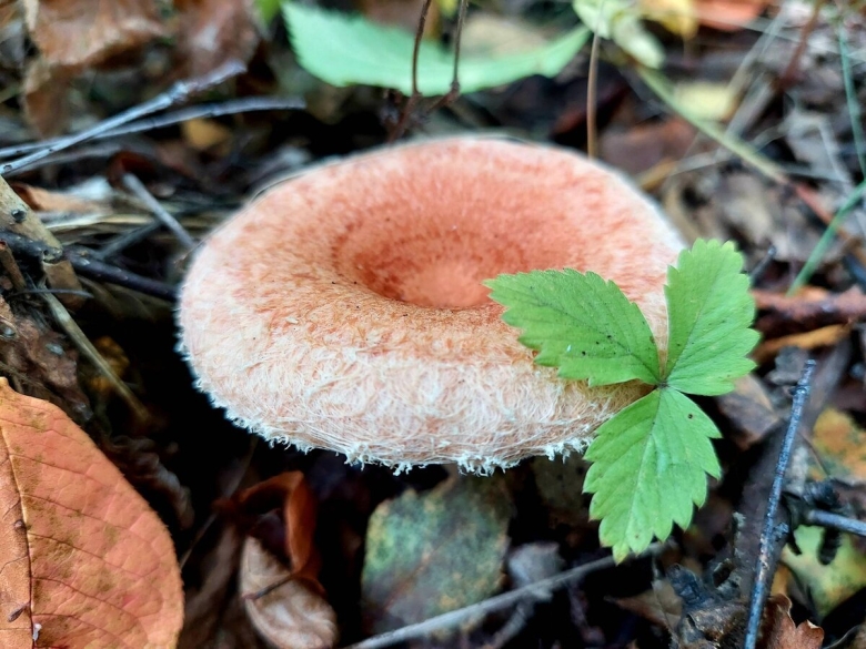 Млечник волнушка гриб