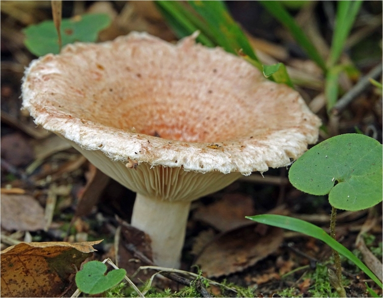 Обои фото волнушка