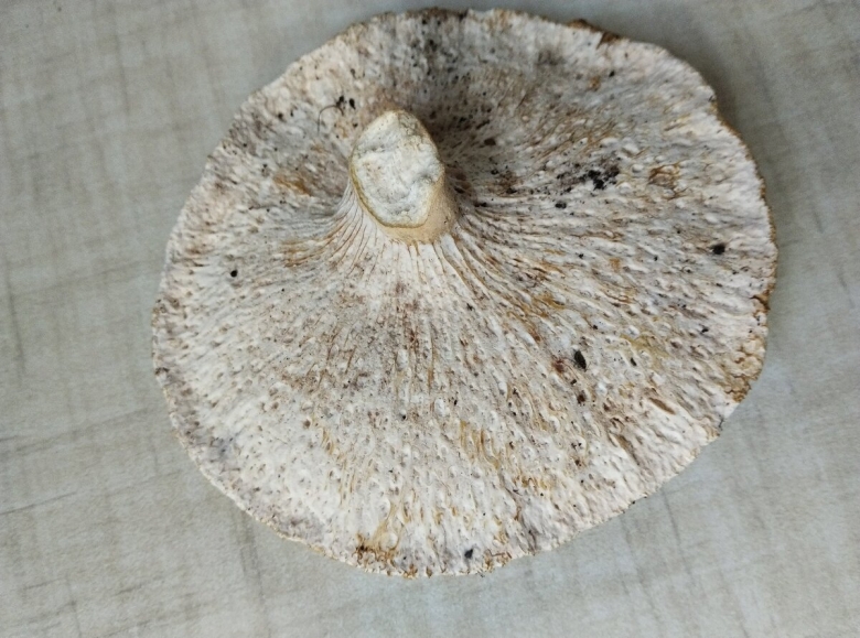 Подгруздок белый насколько съедобный