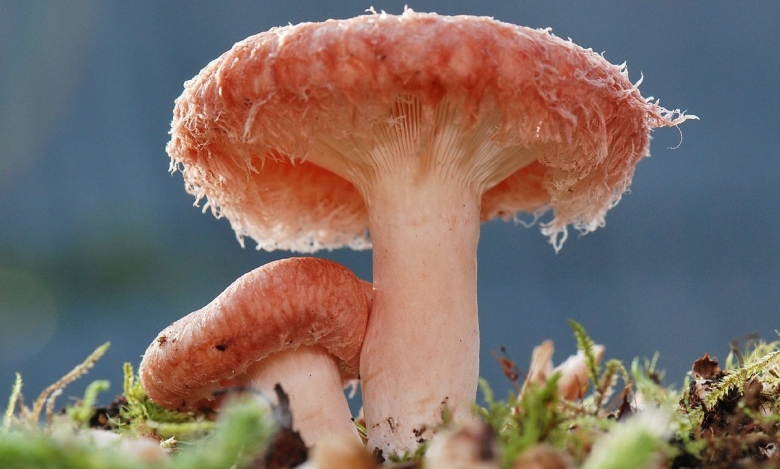 Гриб волнушка съедобный