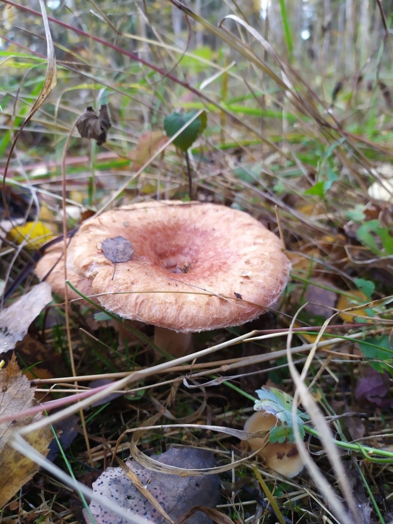 Волнушка розовая фото