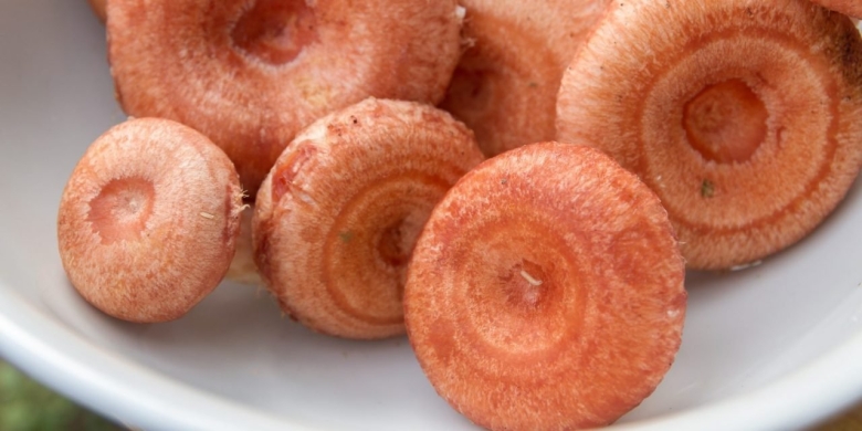 Волнушка розовая