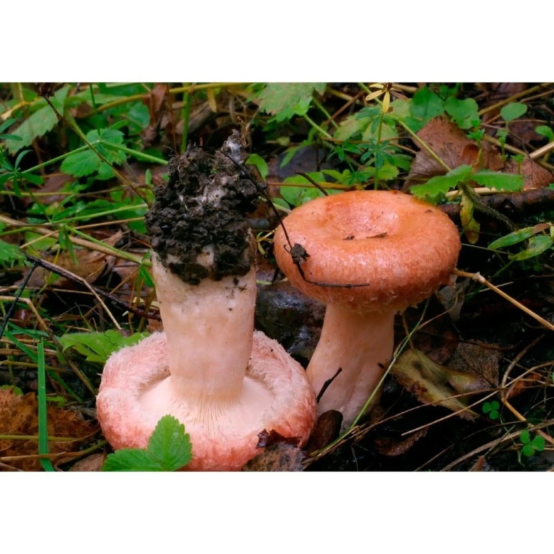 Волнушка розовая