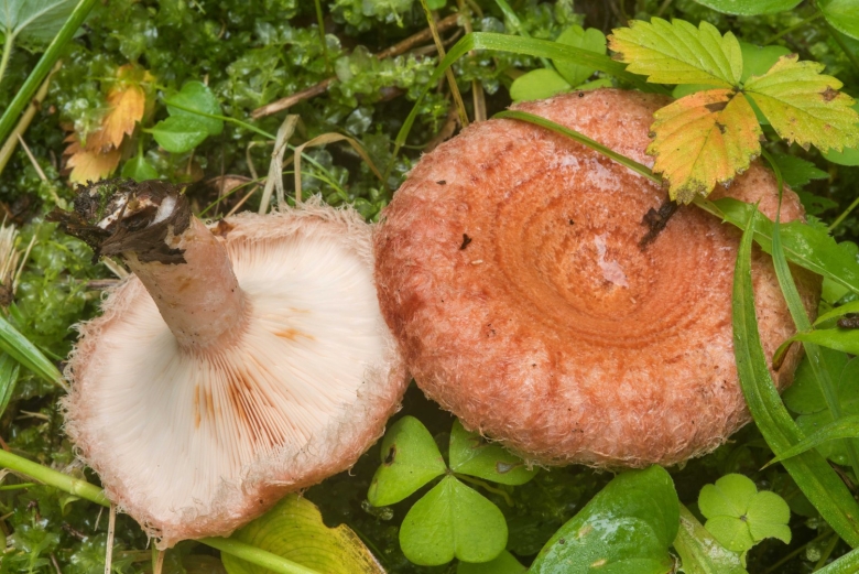 Волнушка гриб