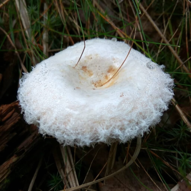 Волнушки грибы