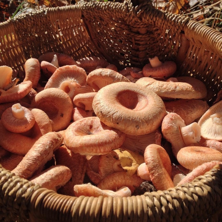 Маринованные грибы волнушки