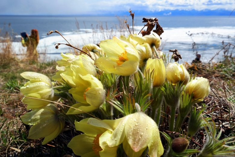 Эндемики озера Байкал Флора