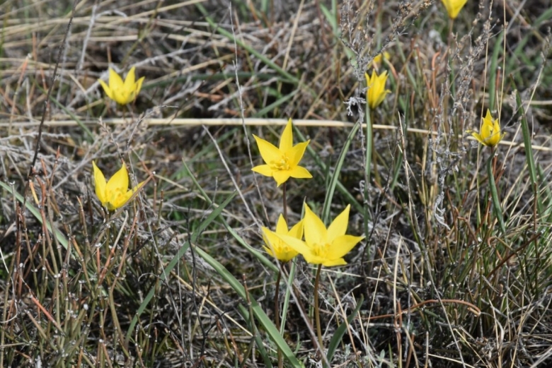 Тюльпан биберштейна tulipa biebersteiniana