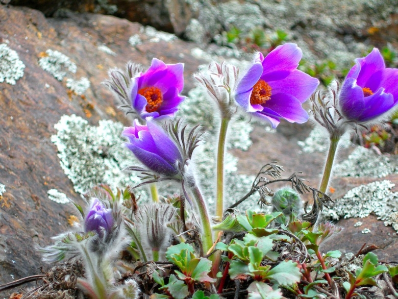 Подснежник Сибирский прострел
