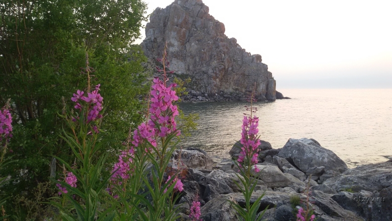 Байкал багульник цветет