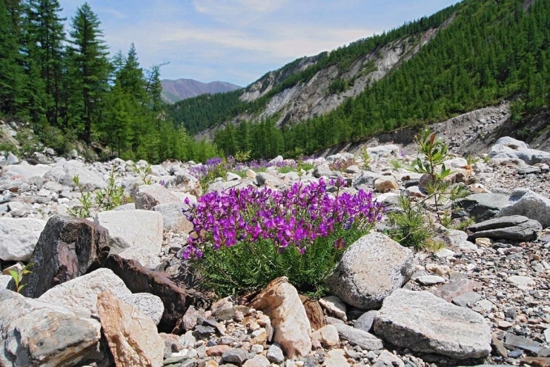 Флора баргузинского заповедника