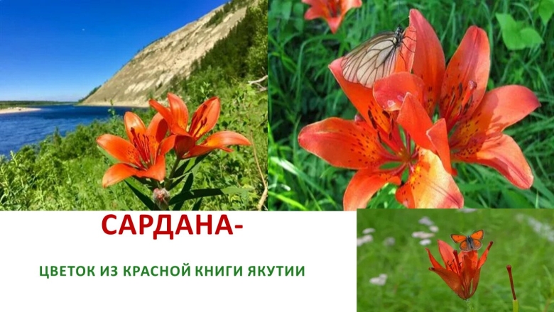 Красная книга якутии