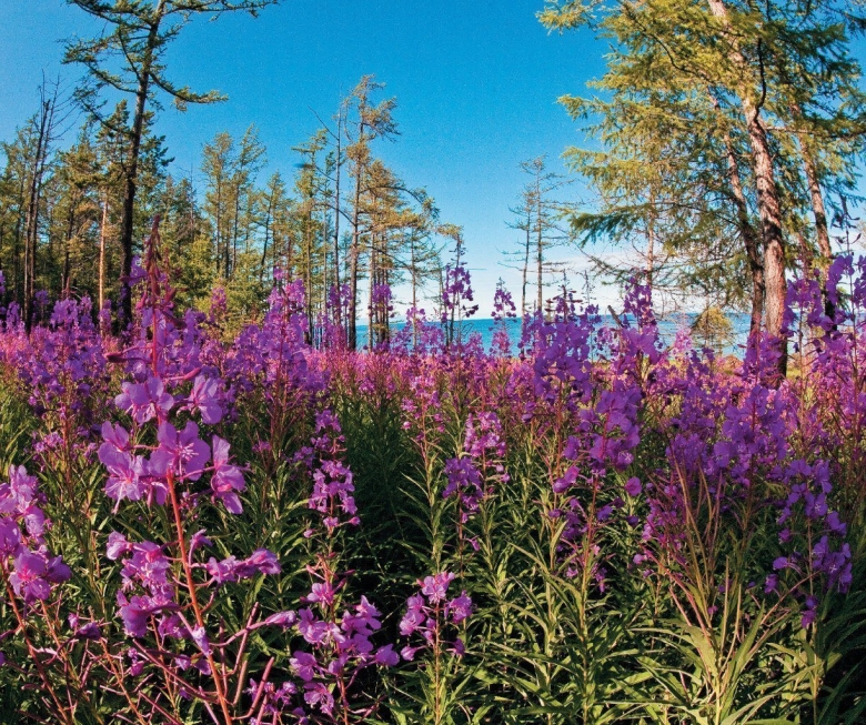 Прибайкальский национальный парк Флора